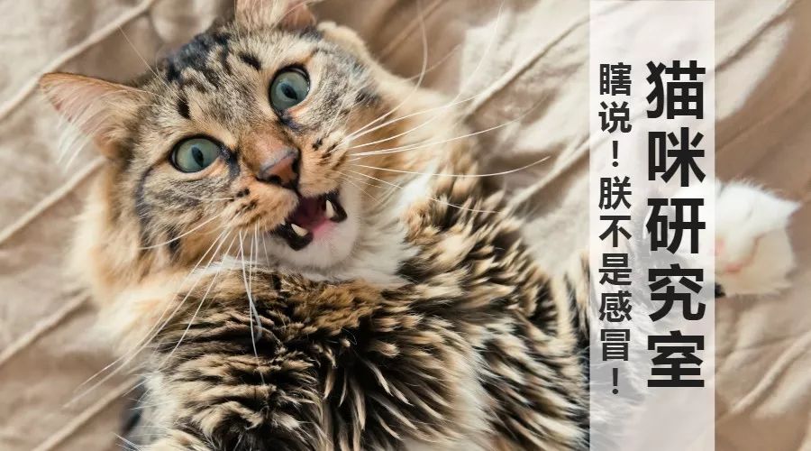 猫咪感冒了怎么办快速解决方法,猫感冒了小猫也跟着感冒怎么办