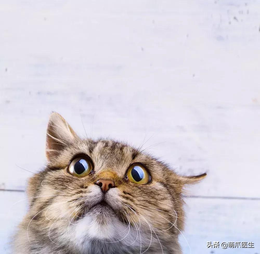 猫咪拉软便吃什么药,猫咪吃了渴望猫粮拉软便