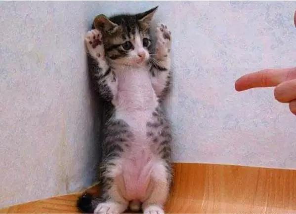 猫咪犯错也不能打这3个地方,无论你有多生气都不要打你家的猫