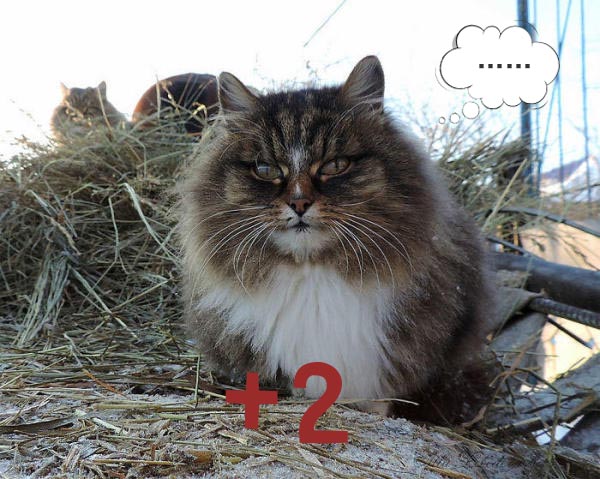 圣诞节的喵星人霸气又略萌,猫奴必看!又骗我养猫?