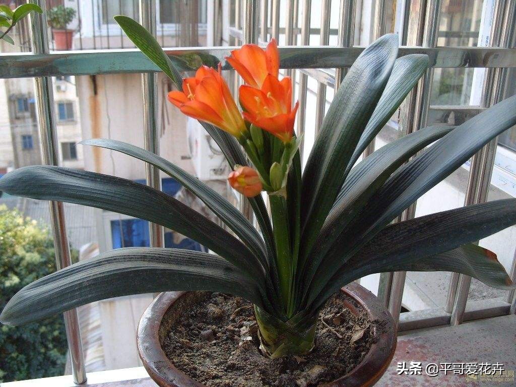 君子兰怎么养才能养得好看开花,君子兰怎么养才能旺盛容易开花