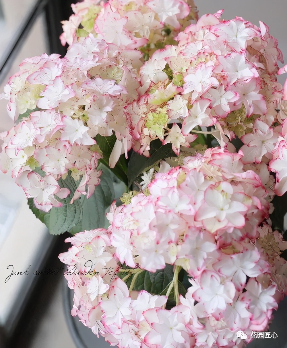 最漂亮的十种绣球,最省心的绣球