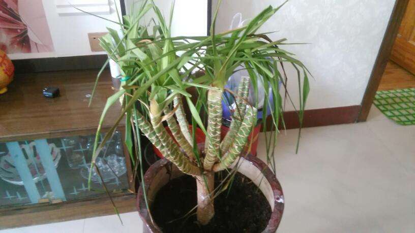 怎样能让龙血树多发杈,怎样让龙血树长侧枝