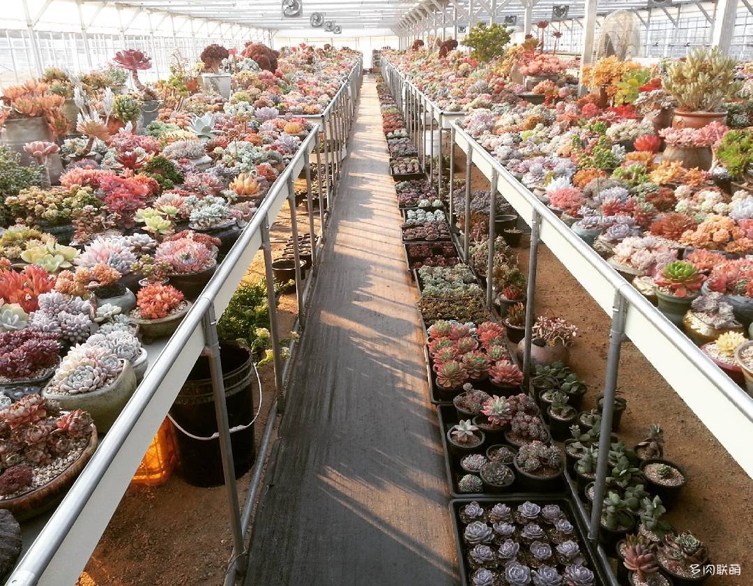 韩国大棚多肉,肉叔带你走遍韩国多肉大棚