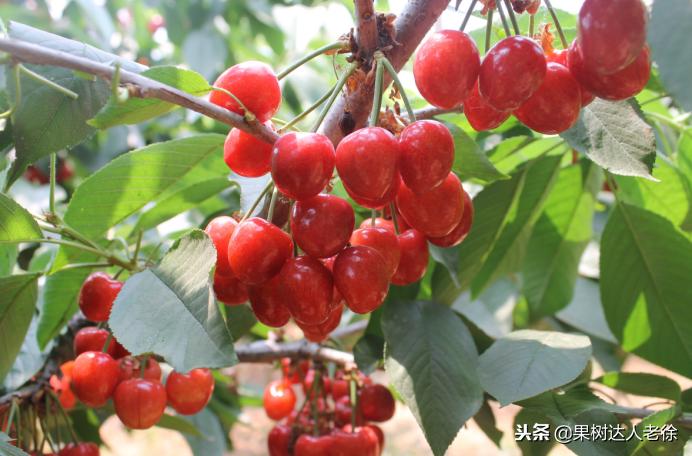 樱桃好吃树难栽下一句谚语是什么,樱桃好吃树难栽后一句是啥