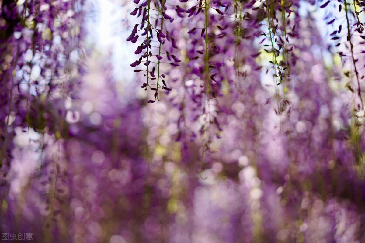 紫藤花感悟,随笔30篇700字