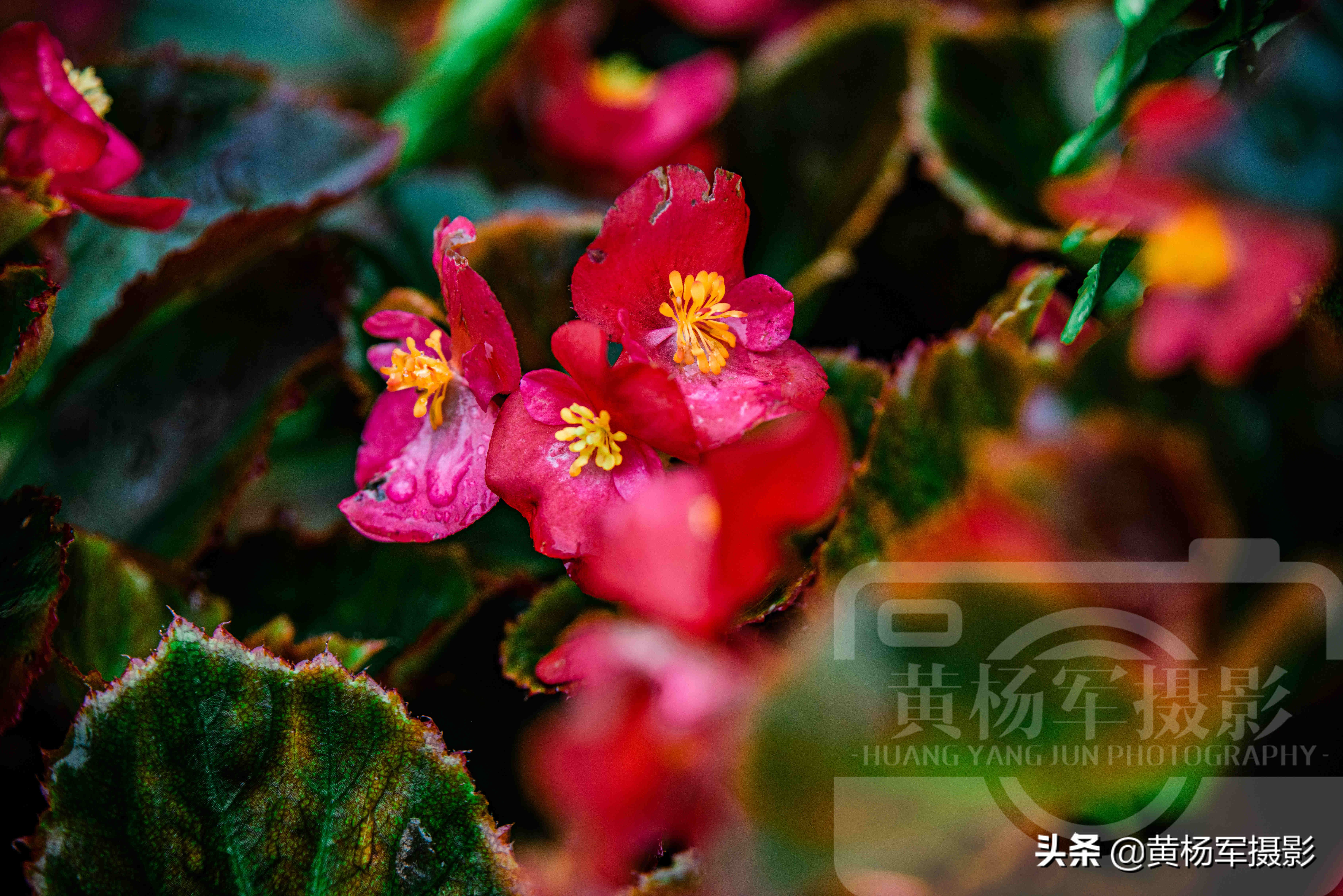 四季海棠花哪一种最漂亮,绚丽四季海棠花