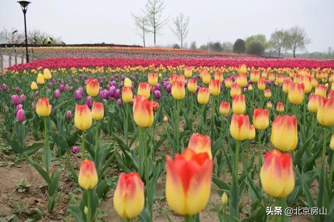房山区长阳公园郁金香花,房山长阳公园郁金香花开了吗