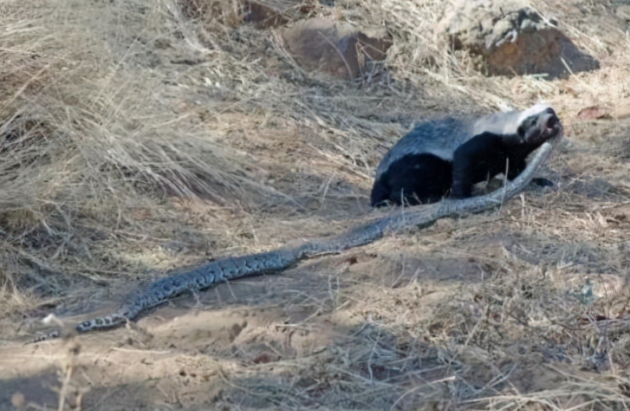平头哥和蛇獴被蛇咬后的症状,平头哥被蛇咬了为什么不会死