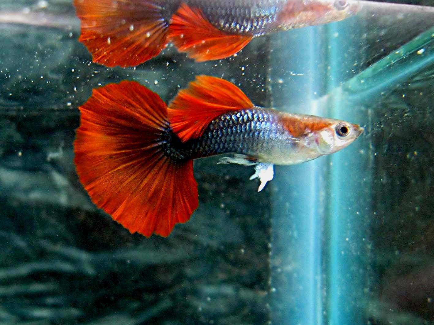 孔雀鱼怎么养到爆缸,陶粒草缸养阴性草可以养孔雀鱼么