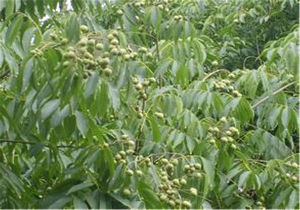 无患子适合什么地方种植,无患子种植适合新疆吗