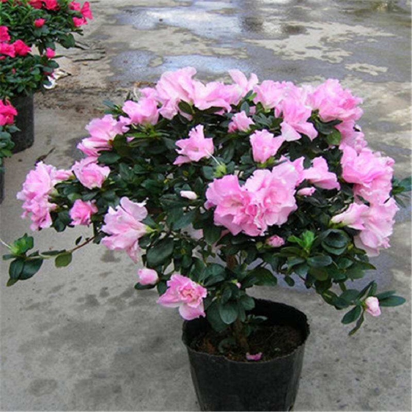 杜鹃花什么品种是四季开花的,杜鹃花色彩缤纷