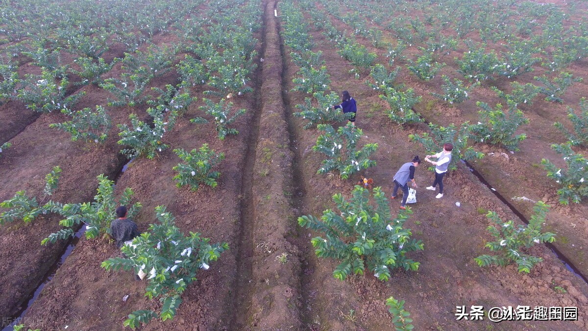 番石榴的品种以及种植技巧和方法,平泉南果北引番石榴喜获丰收