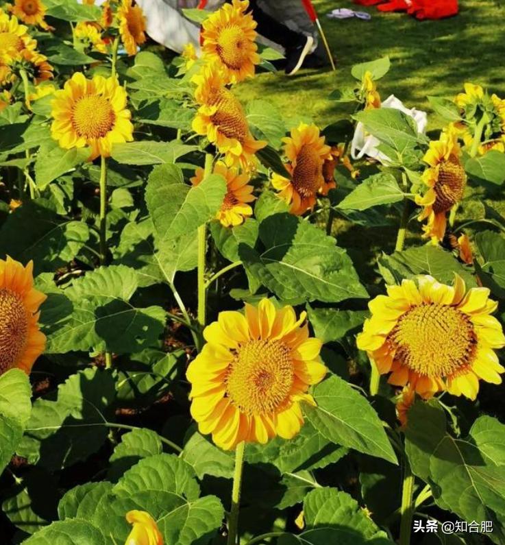 合肥国庆假期去哪玩三日游,国庆安徽三日游