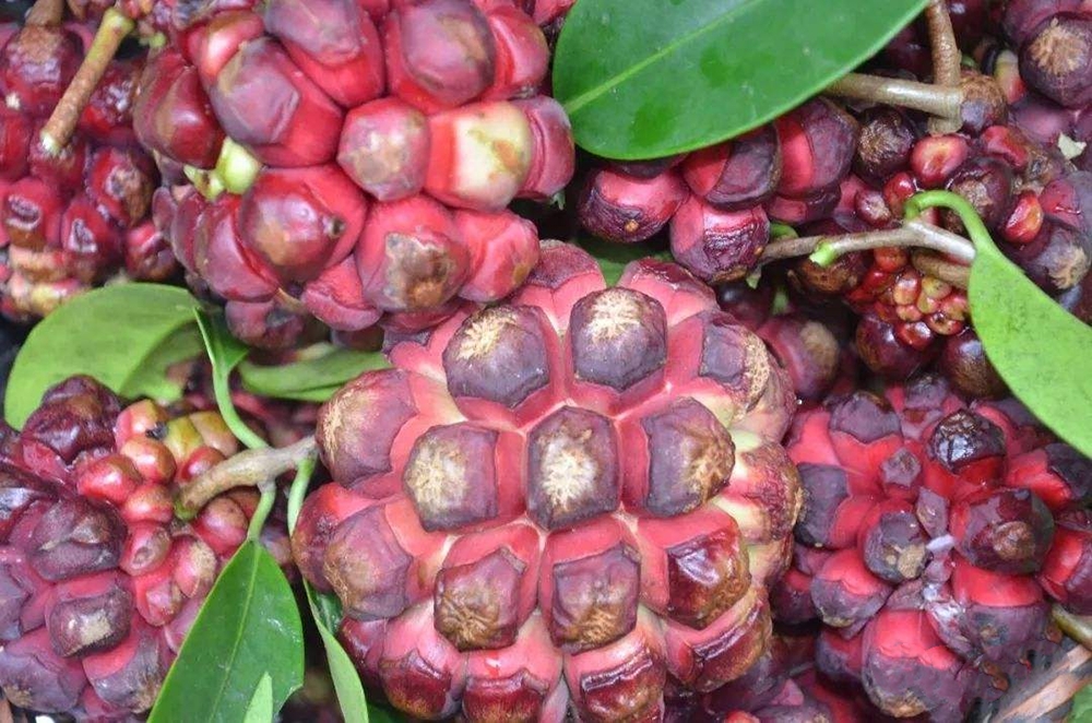 最近很火的一种水果叫什么,有一种水果它的真正的名字叫什么