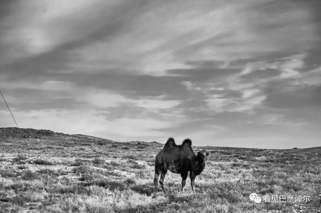 戈壁红驼，乌拉特草原上的珍珠