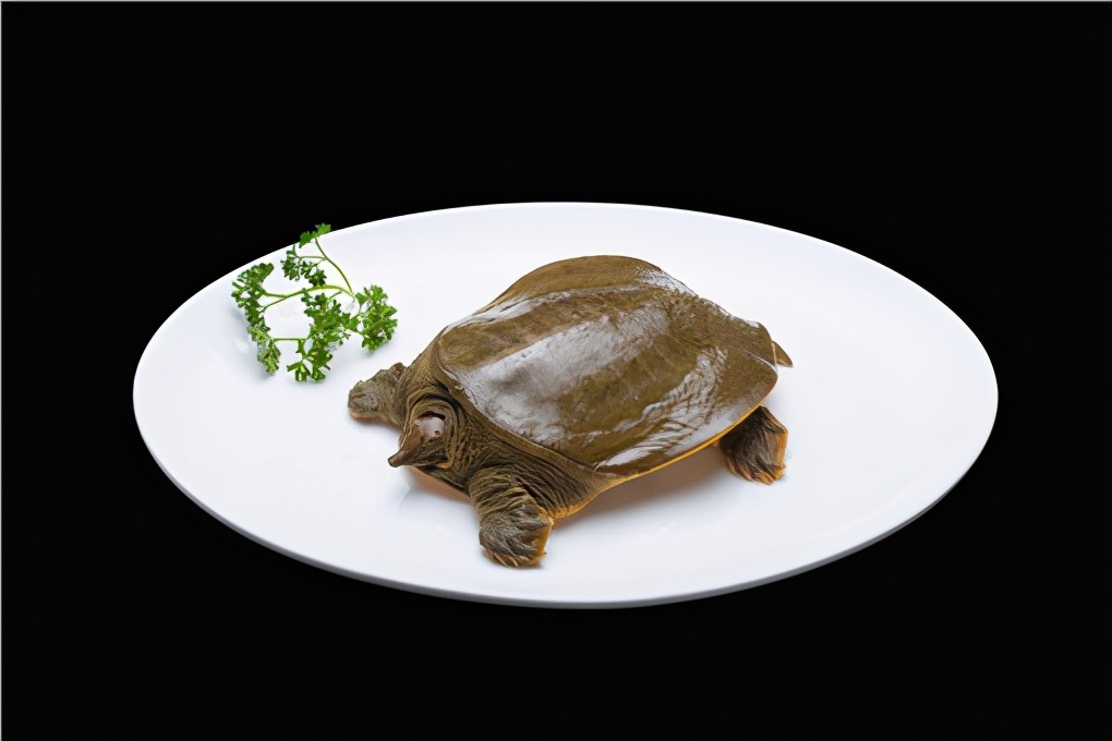 农村养殖什么最有前景更赚钱,农村养殖什么最赚钱15个养殖项目