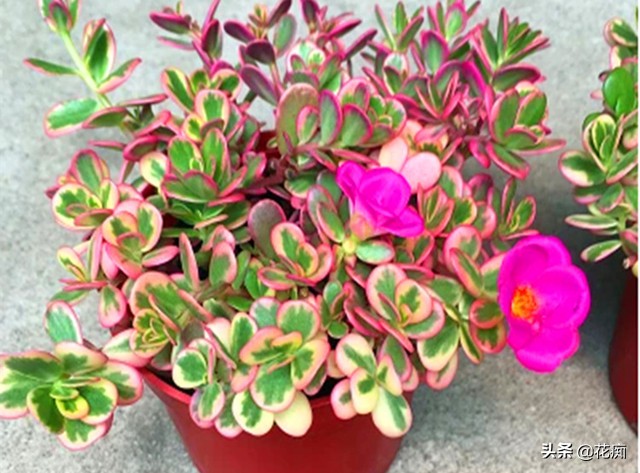 最好养又漂亮的太阳花,死不了的太阳花种子造型