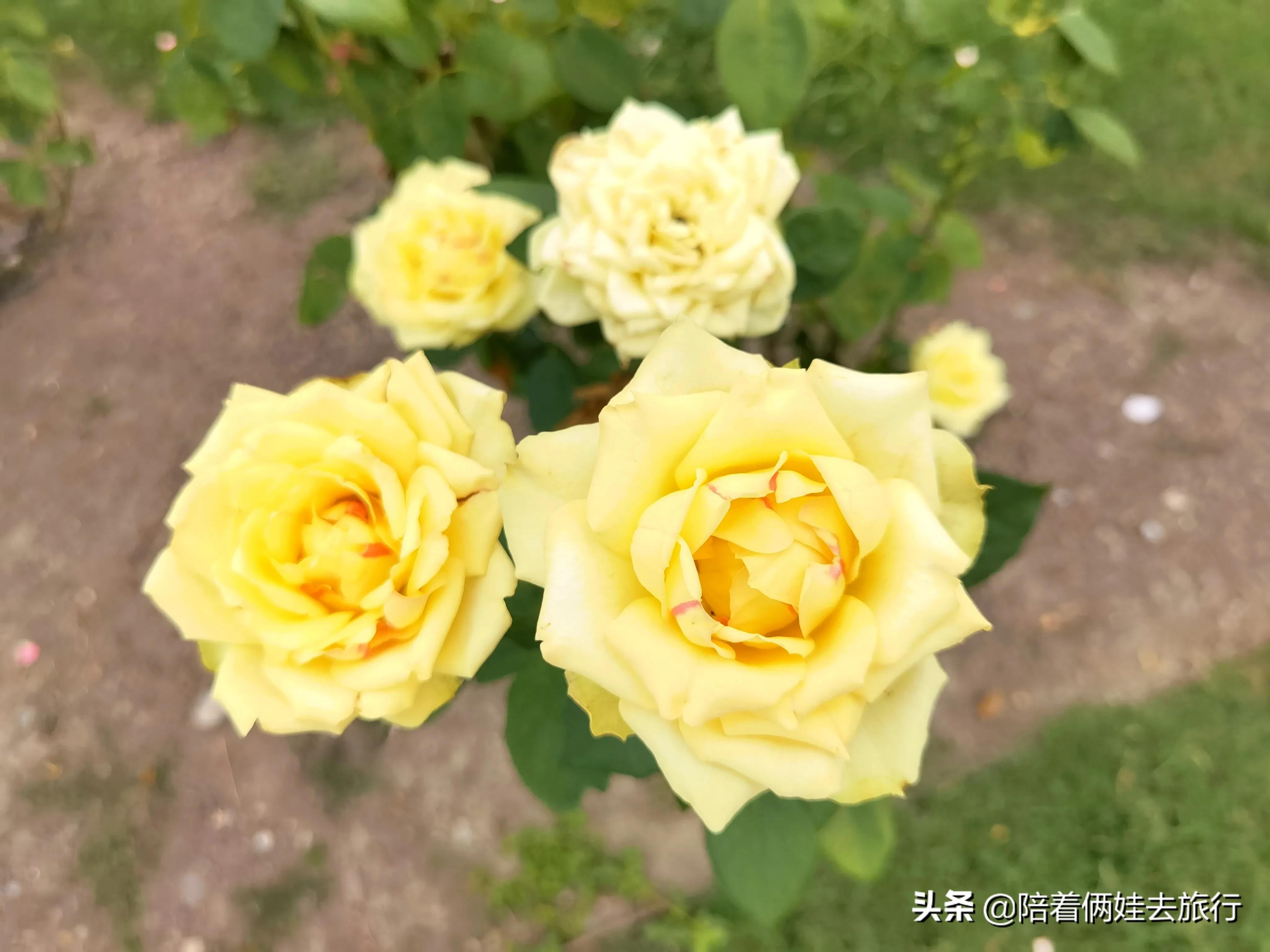 上海辰山植物园矿坑花园,辰山植物园矿坑花园修好了吗