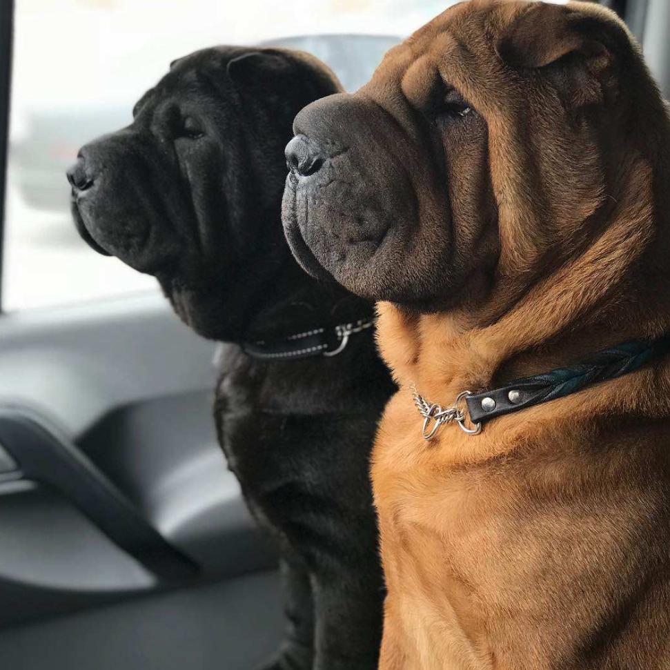 两腮无肉不可教脸有横肉是凶相,满脸横肉呈凶相两腮消瘦