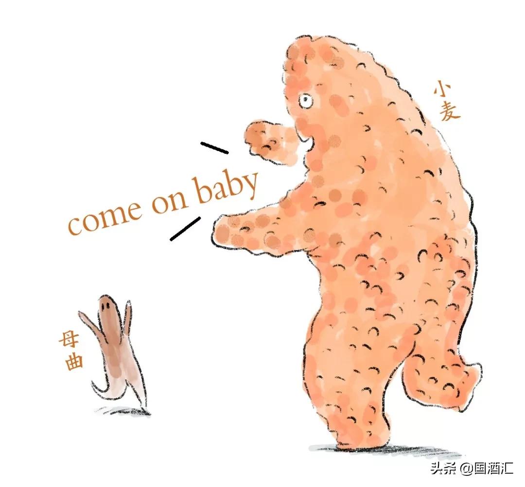 高粱和小麦酿酒口感好吗,高粱和小麦一起酿酒好喝吗