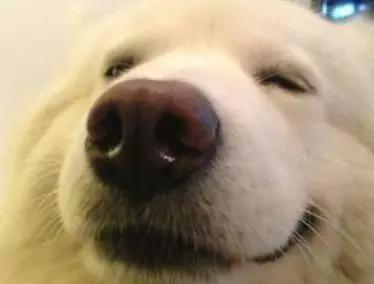 情头萨摩耶捏脸,萨摩耶捏脸视频