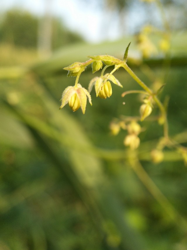 野地里带刺的植物叫什么,容易让人花粉过敏的植物
