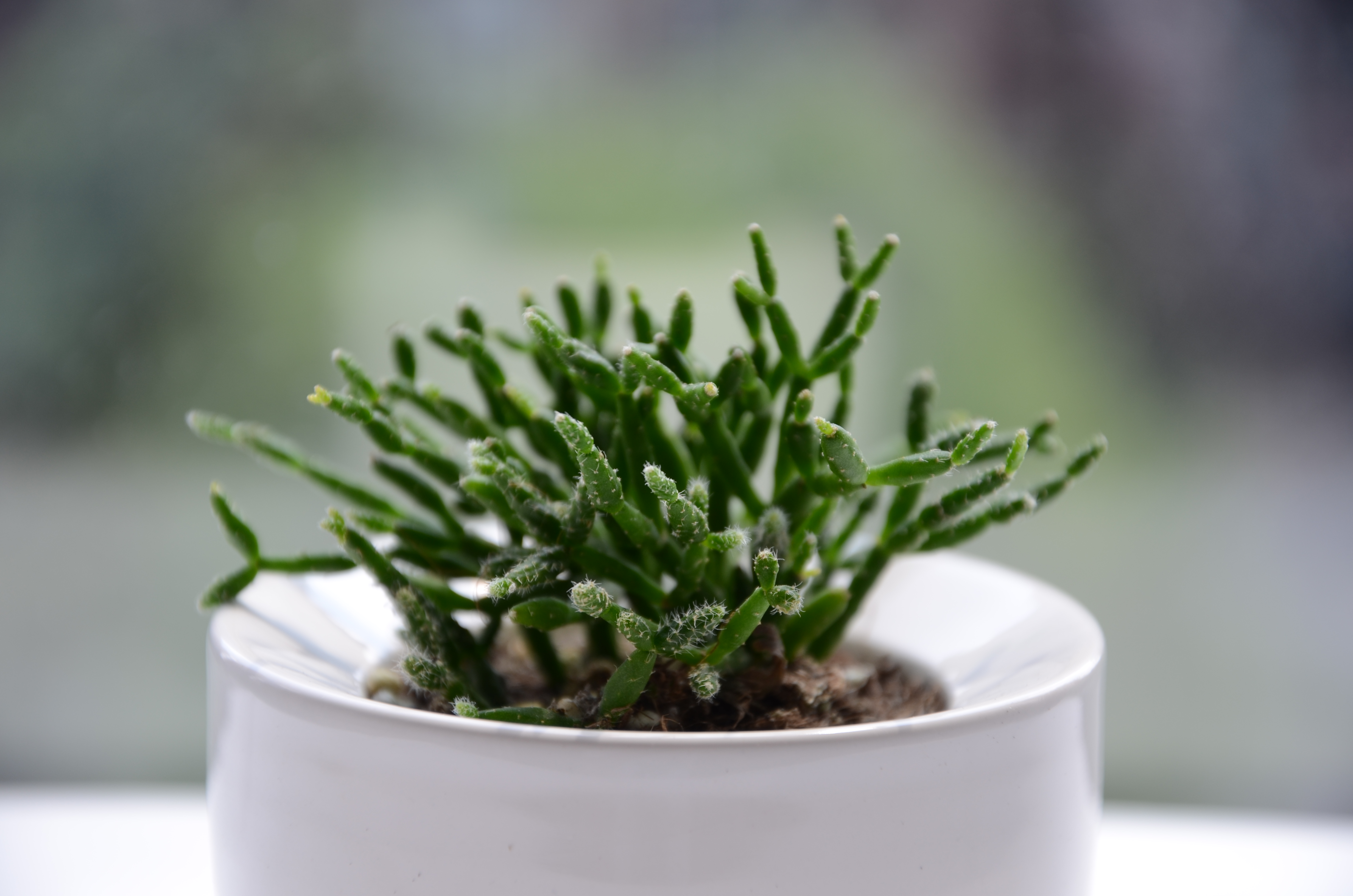 耐阴多肉植物室内,30种耐阴植物室内盆栽