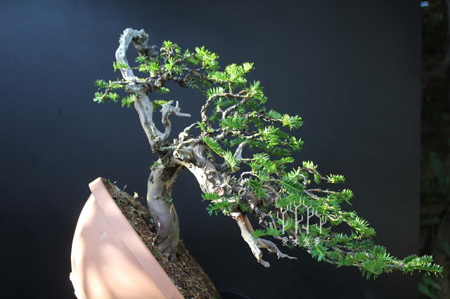 盆景改变造型,红豆杉老桩盆景造型
