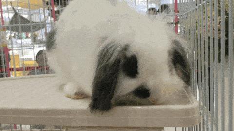 只要19.9元!3000+昆虫萌宠来袭!首届昆虫萌宠主题沉浸展空降武汉