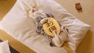 关于猫咪的冷知识大全,猫咪的冷知识你知道哪些