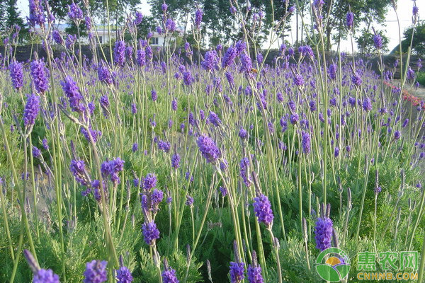 薰衣草种子种植方法及步骤图,薰衣草种子种植方法及步骤图片