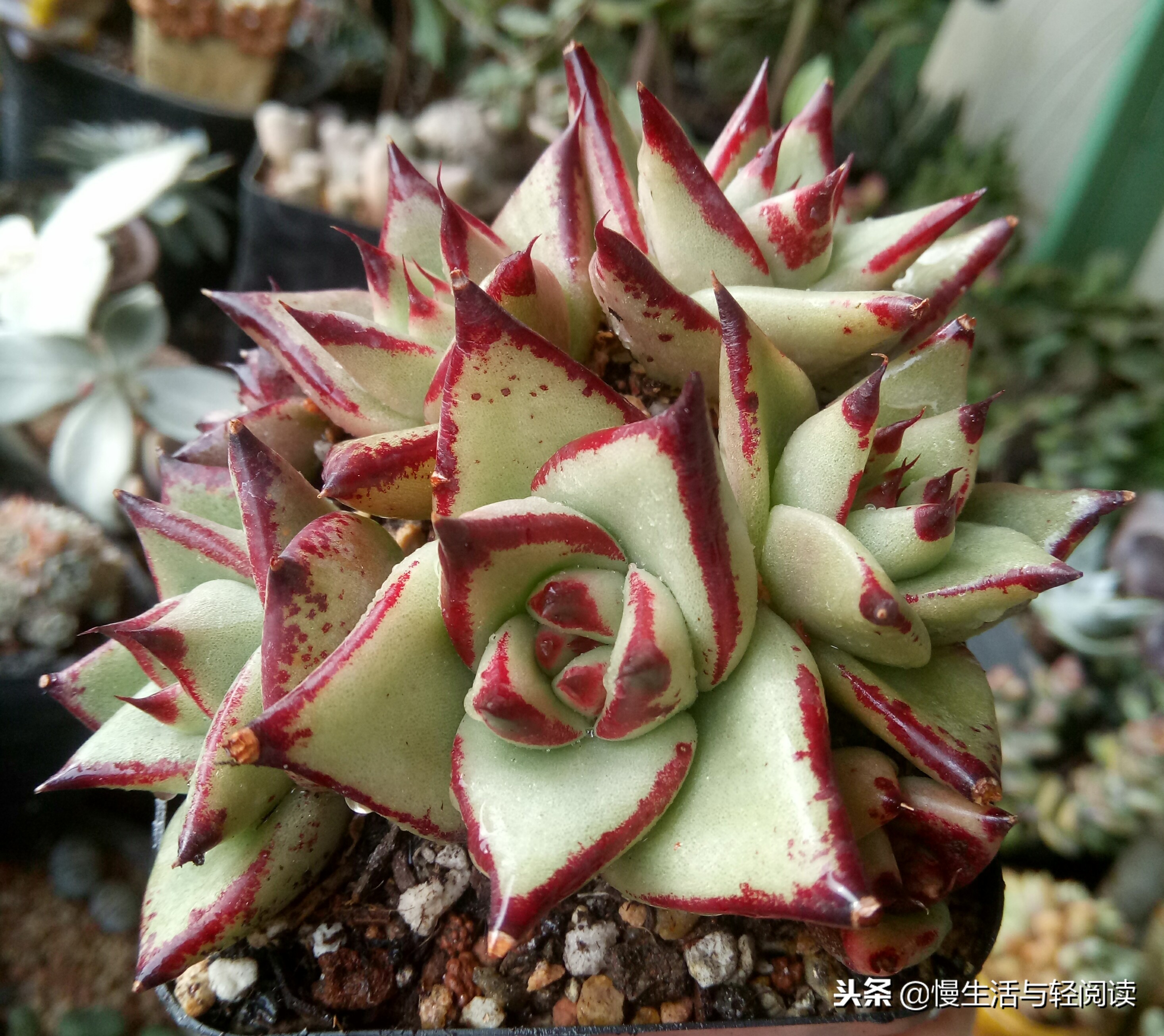 慢生活轻小说免费阅读,慢生活轻小说