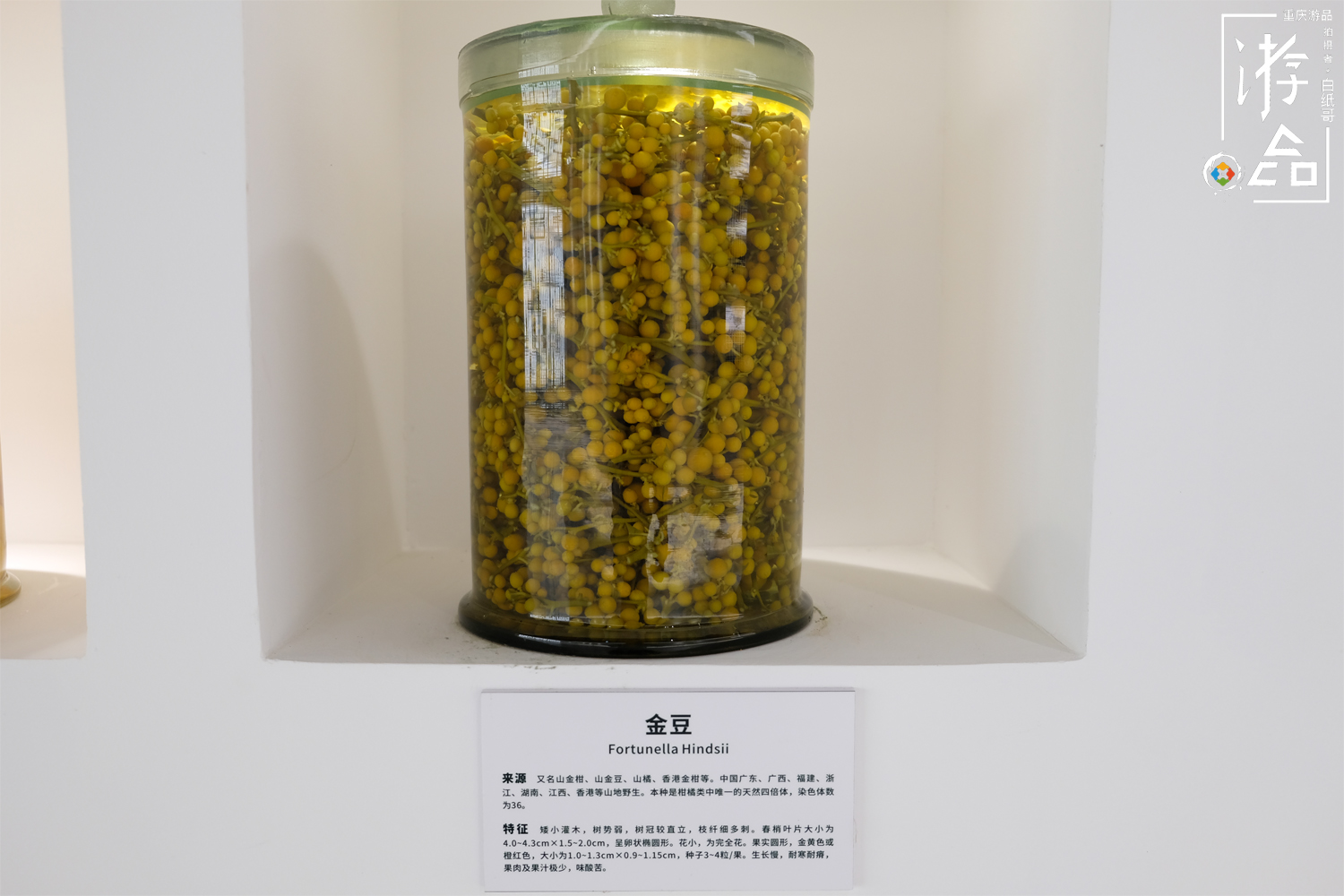 柑橘一共有多少种？很难数清，但三峡橘乡重庆忠县能告诉你答案