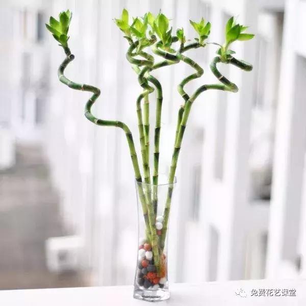 不含盆的水培植物室内懒人养不死,水培金枝玉叶室内绿植懒人盆