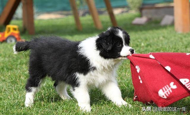 狗狗智商排行前十什么狗好养,狗狗品种智商图片