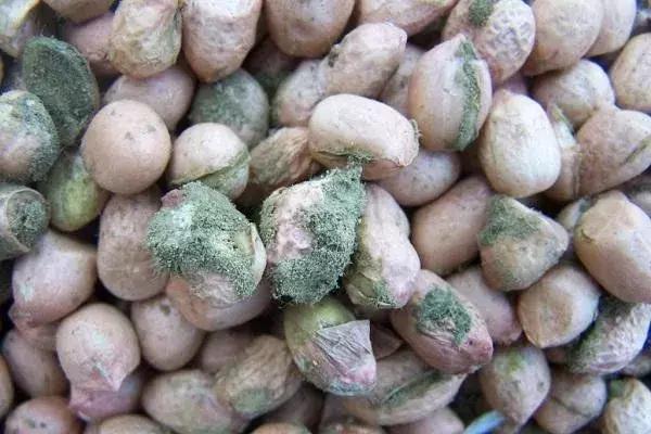 霉变食物里的这种东西一下子毒死了10万只鸡，你还敢吃吗？