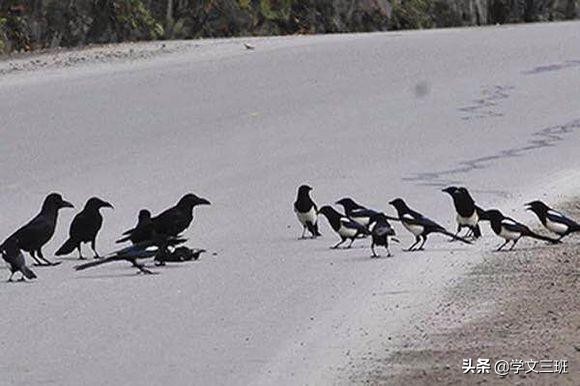 同样是鸟,为啥乌鸦能这么流氓?