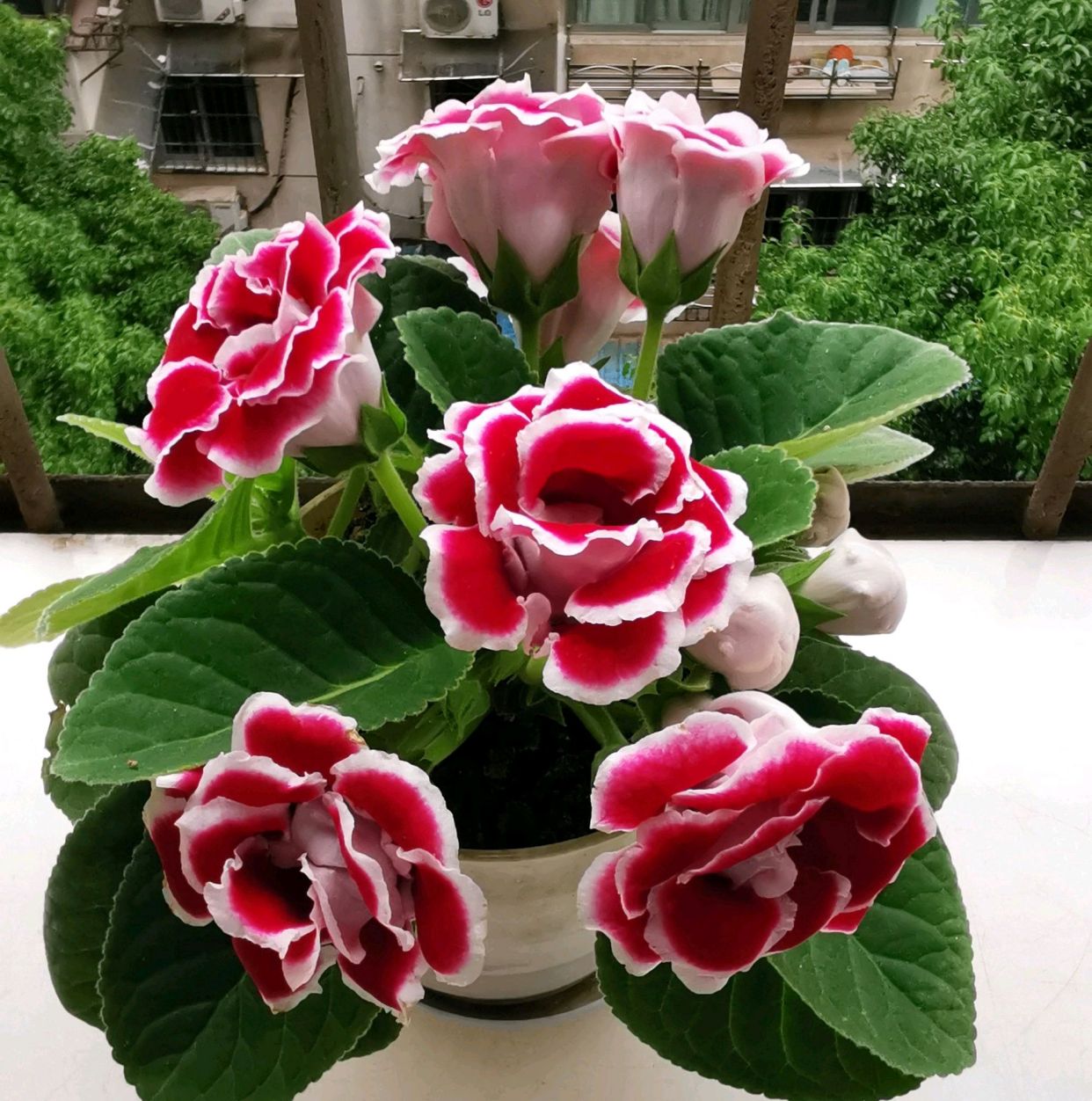 什么花适合室内养不需要阳光,阴冷的花