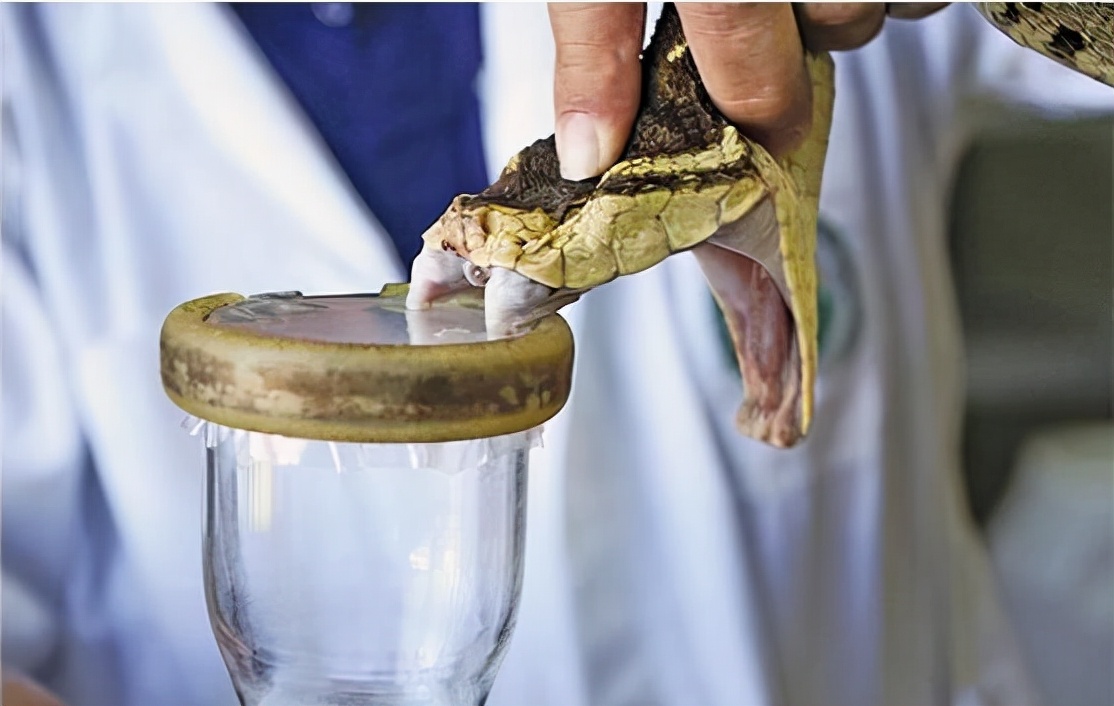 湖南七旬老人被毒蛇咬伤!抗蛇毒血清为什么这么少?