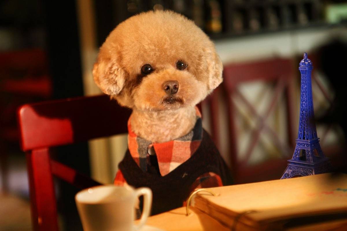 泰迪换主人要多久才会认定新主人,泰迪换乳牙是几个月