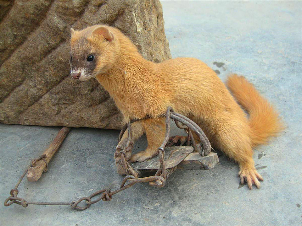 养殖户怎么防止黄鼠狼,黄鼠狼为什么不能大量养殖