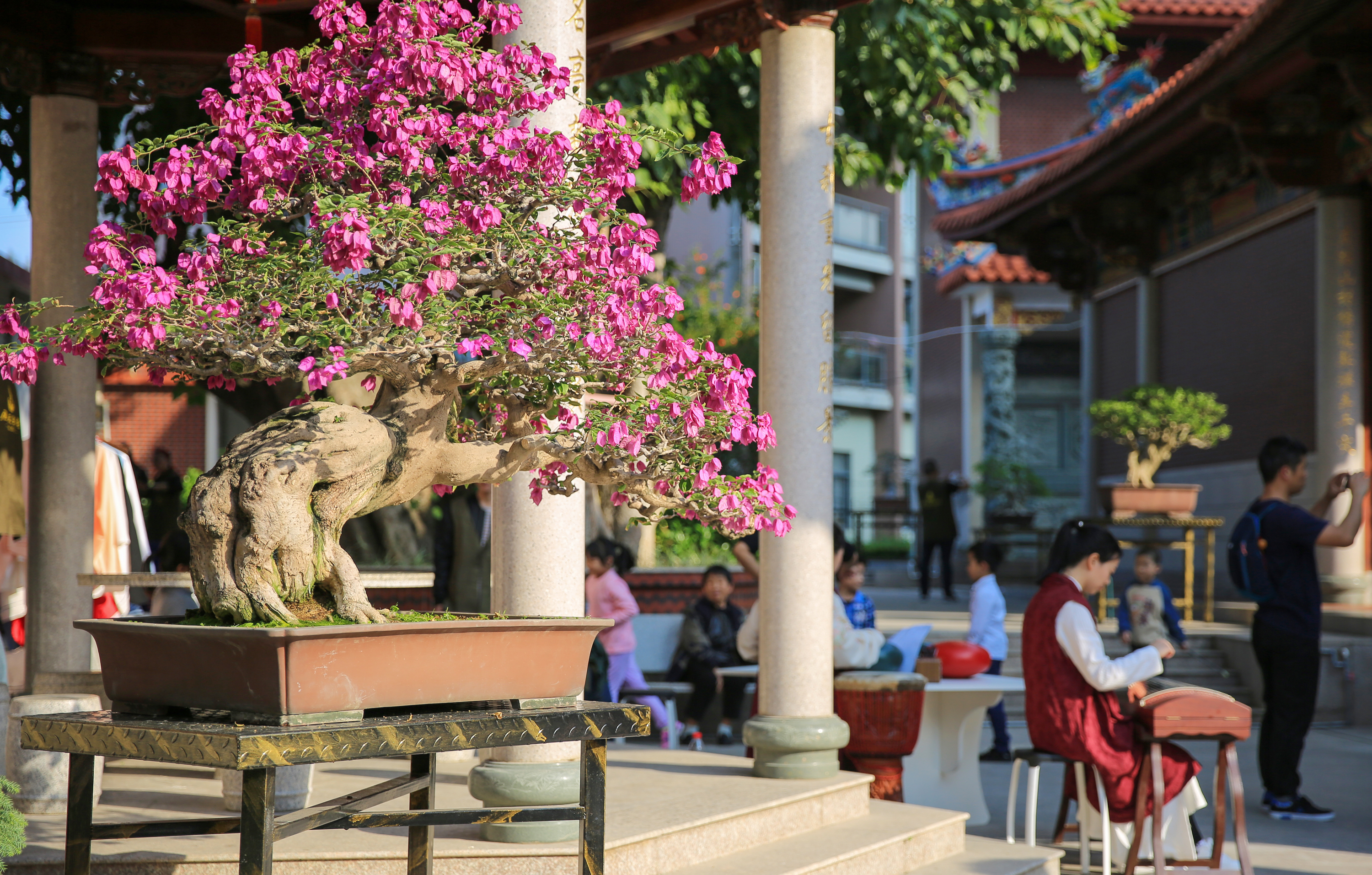 三角梅爆花盆景,三角梅巨桩盆景