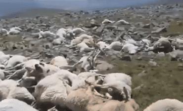 550只羊被雷劈死,500头羊被闪电劈死