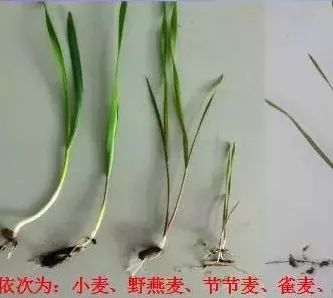 燕麦雀麦和节节麦的区别图谱,火眼金睛快速识别