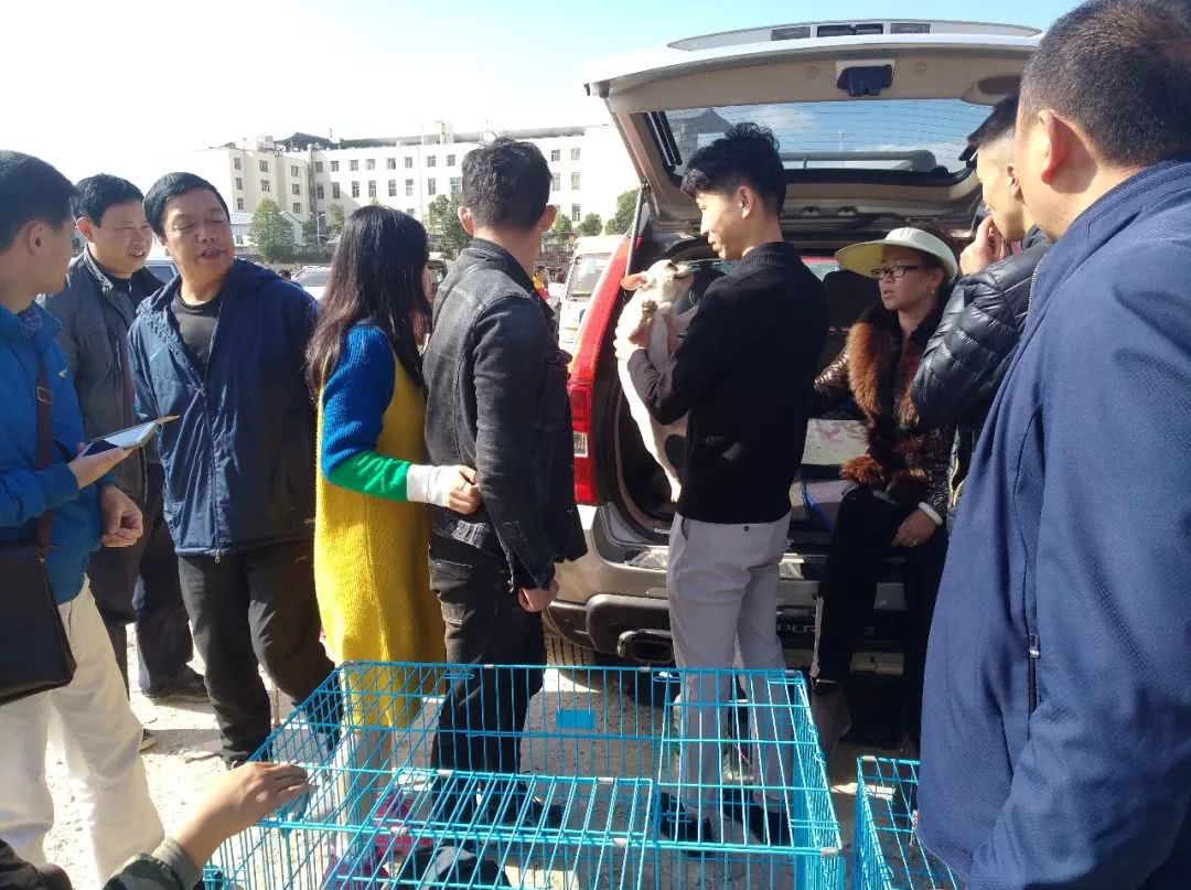 去宠物店买斗牛犬,去狗狗市场买斗牛犬