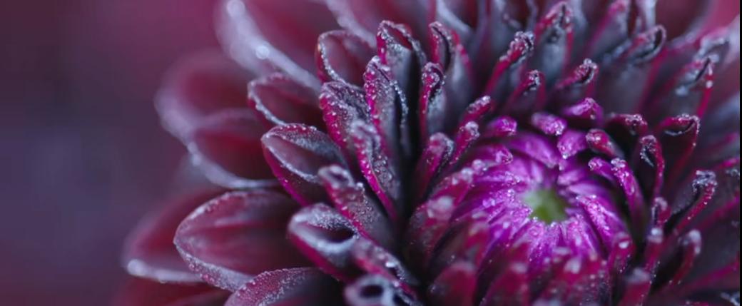 他经历破产、抑郁，却被植物治愈，成为BBC王牌节目主持人