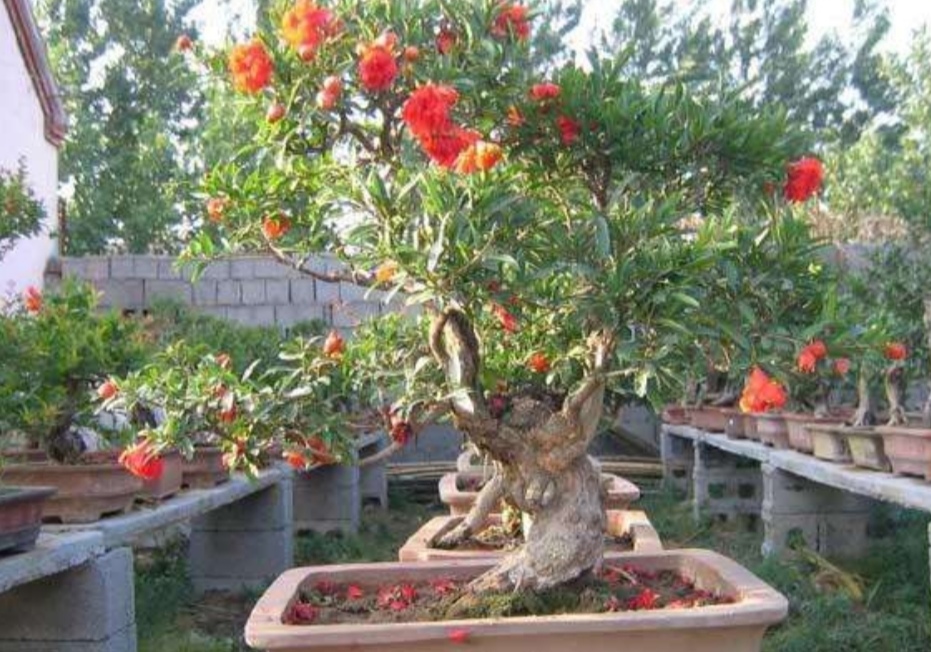 养石榴怎么养才开花结果,养盆栽石榴记住这几个技巧