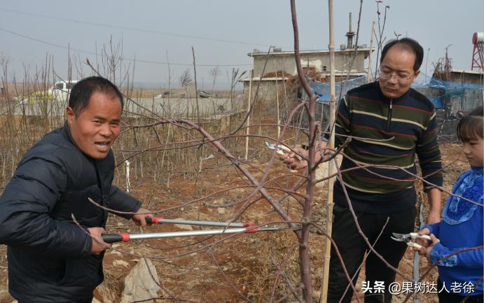 苹果矮化栽培管理,苹果矮化栽培的原理