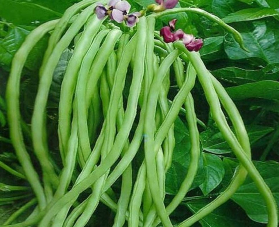 豆角钻心虫防治办法,豆角里面的钻心虫用什么药防治